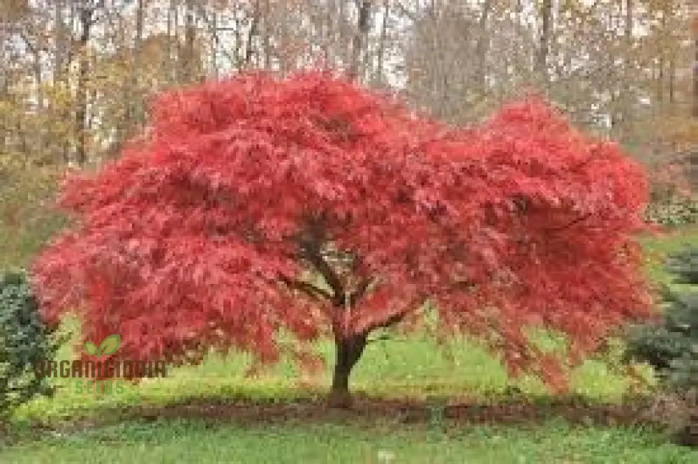 Japanese Maple Seeds 100Pcs 100 Pack Purchase Online Seed Packets