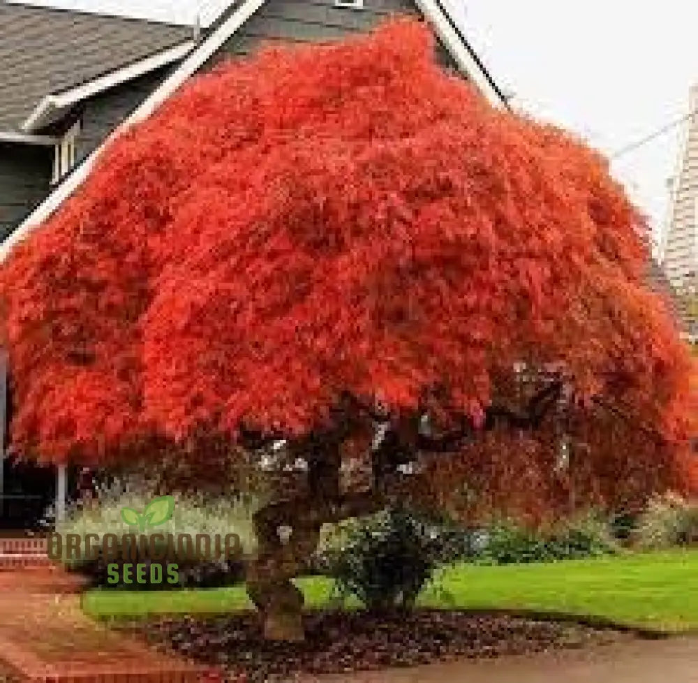 Japanese Maple Seeds 100Pcs 100 Pack Purchase Online Seed Packets