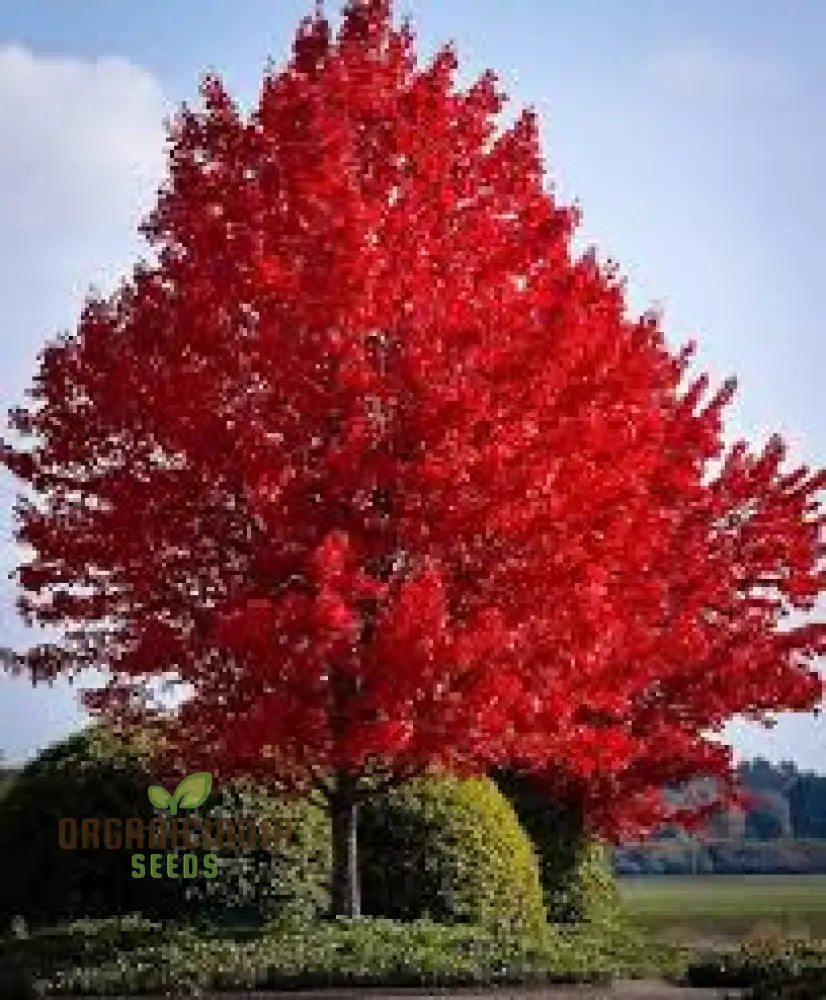 Japanese Maple Seeds 100Pcs 100 Pack Purchase Online Seed Packets