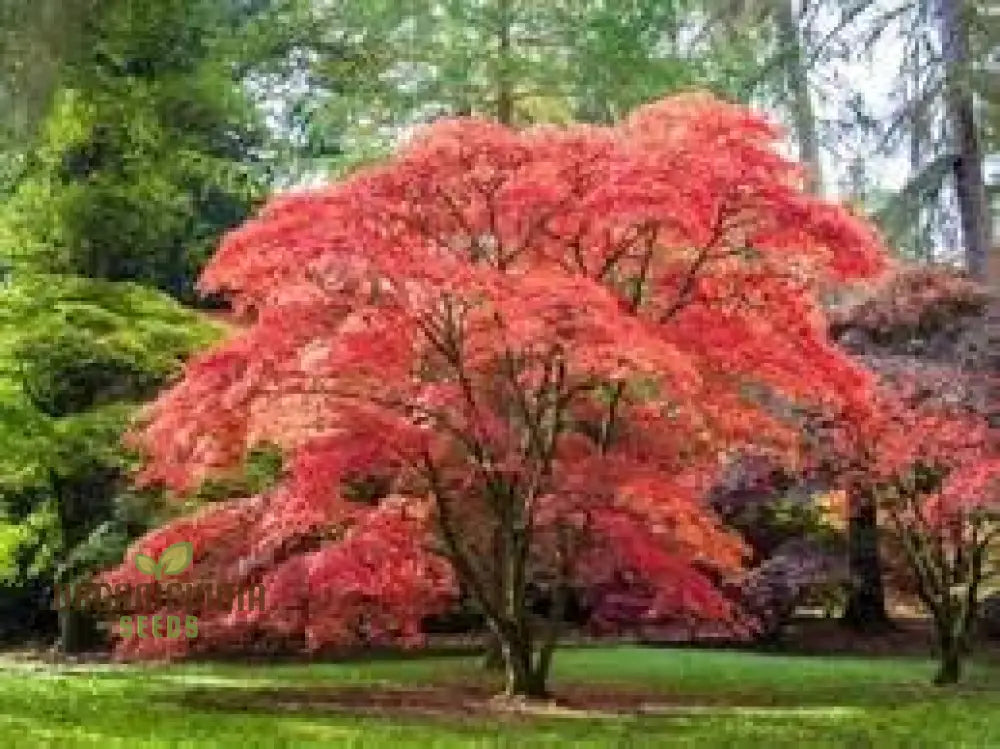 Japanese Maple Seeds 100Pcs 100 Pack Purchase Online Seed Packets