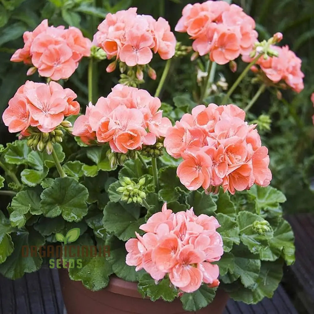 Japanese Rosebud Pelargonium Geranium Flower Seeds - Peach | For Home Garden Lawn Prunus Serrulata