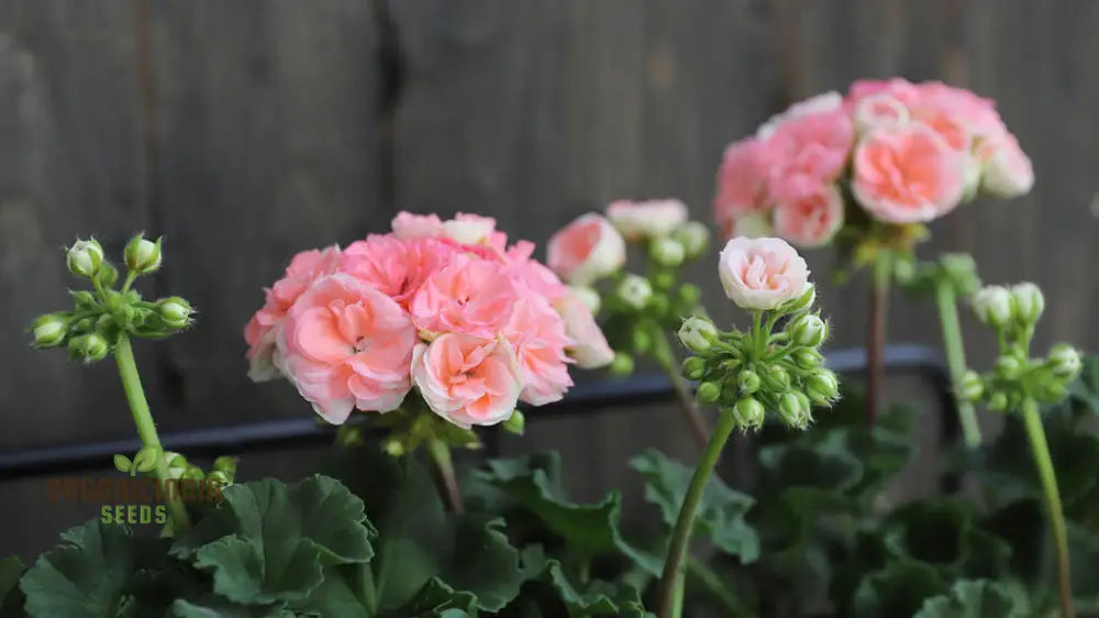 Japanese Rosebud Pelargonium Geranium Flower Seeds - Peach | For Home Garden Lawn Prunus Serrulata