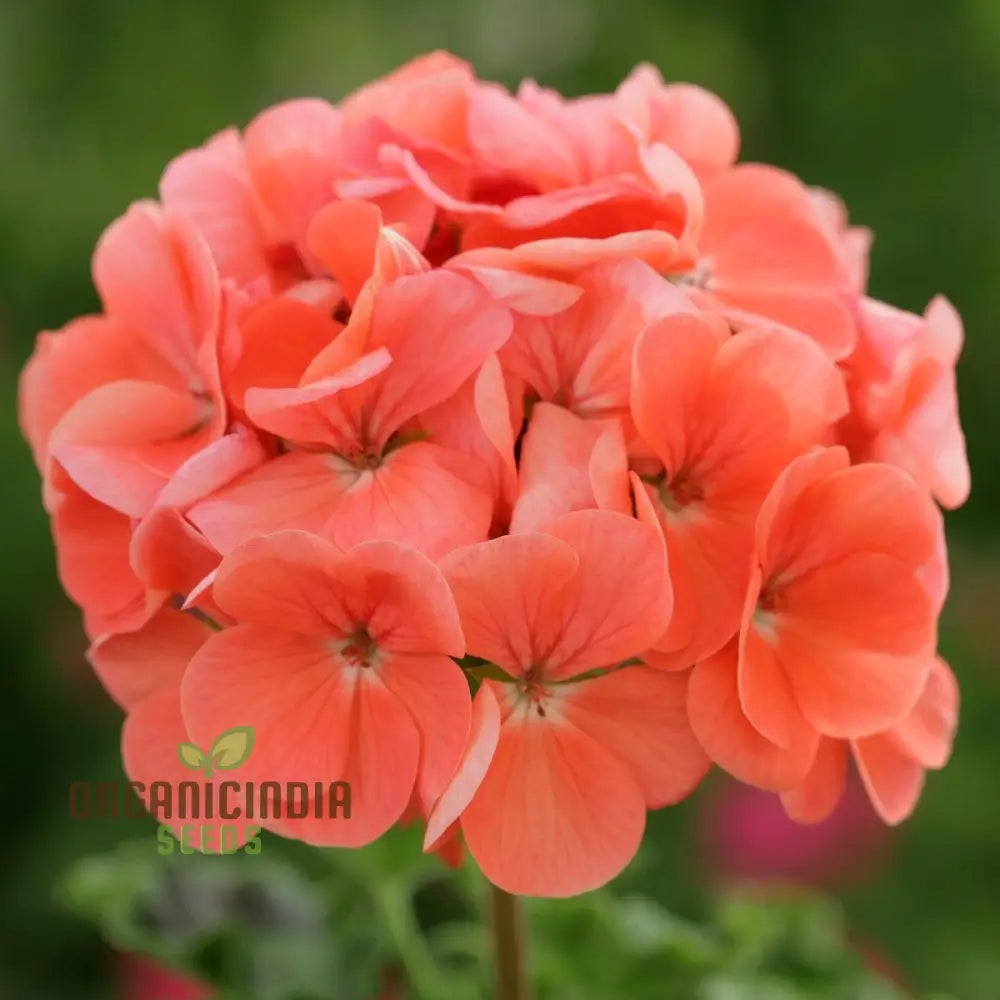 Japanese Rosebud Pelargonium Geranium Flower Seeds - Peach | For Home Garden Lawn Prunus Serrulata