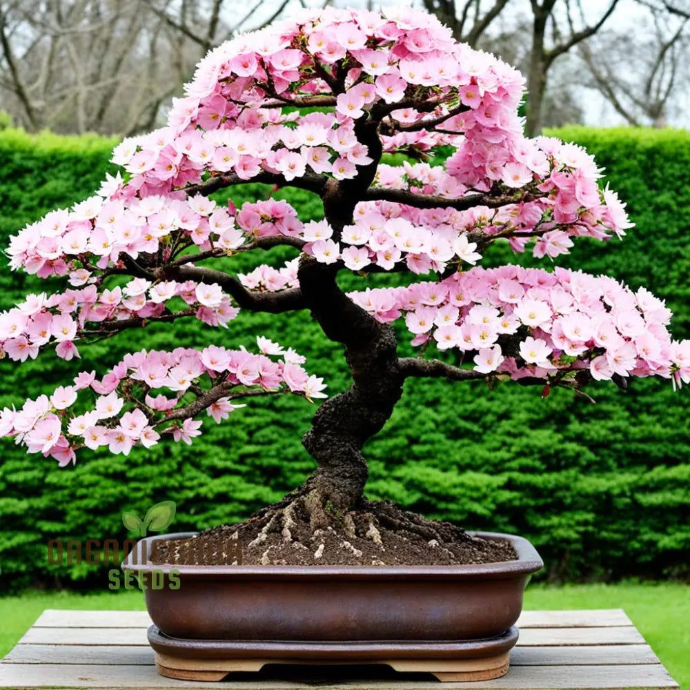 Japanese Sakura Flower Tree Bonsai Seeds - Cultivate Exquisite Blooms In Your Garden Premium For