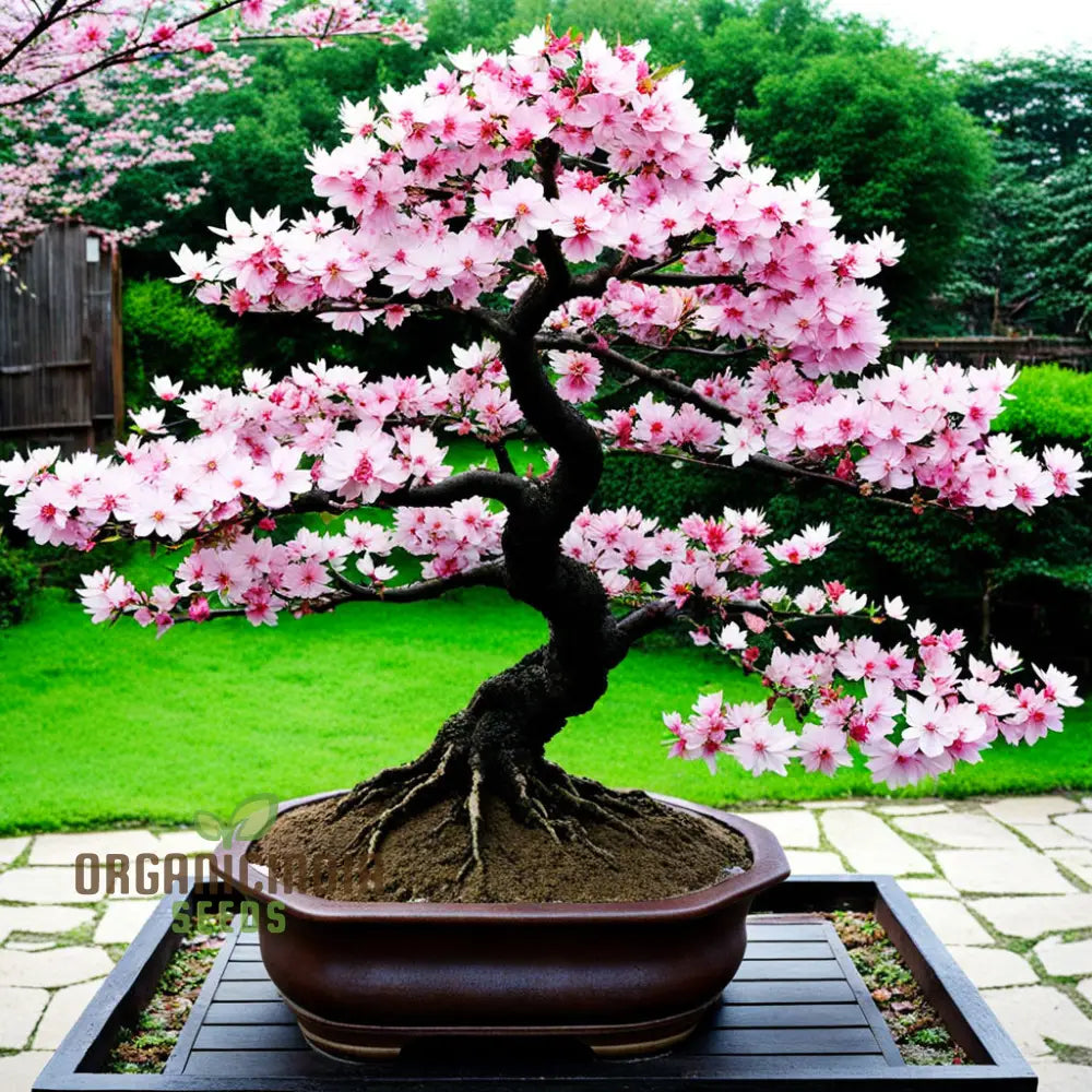 Japanese Sakura Flower Tree Bonsai Seeds - Cultivate Exquisite Blooms In Your Garden Premium For