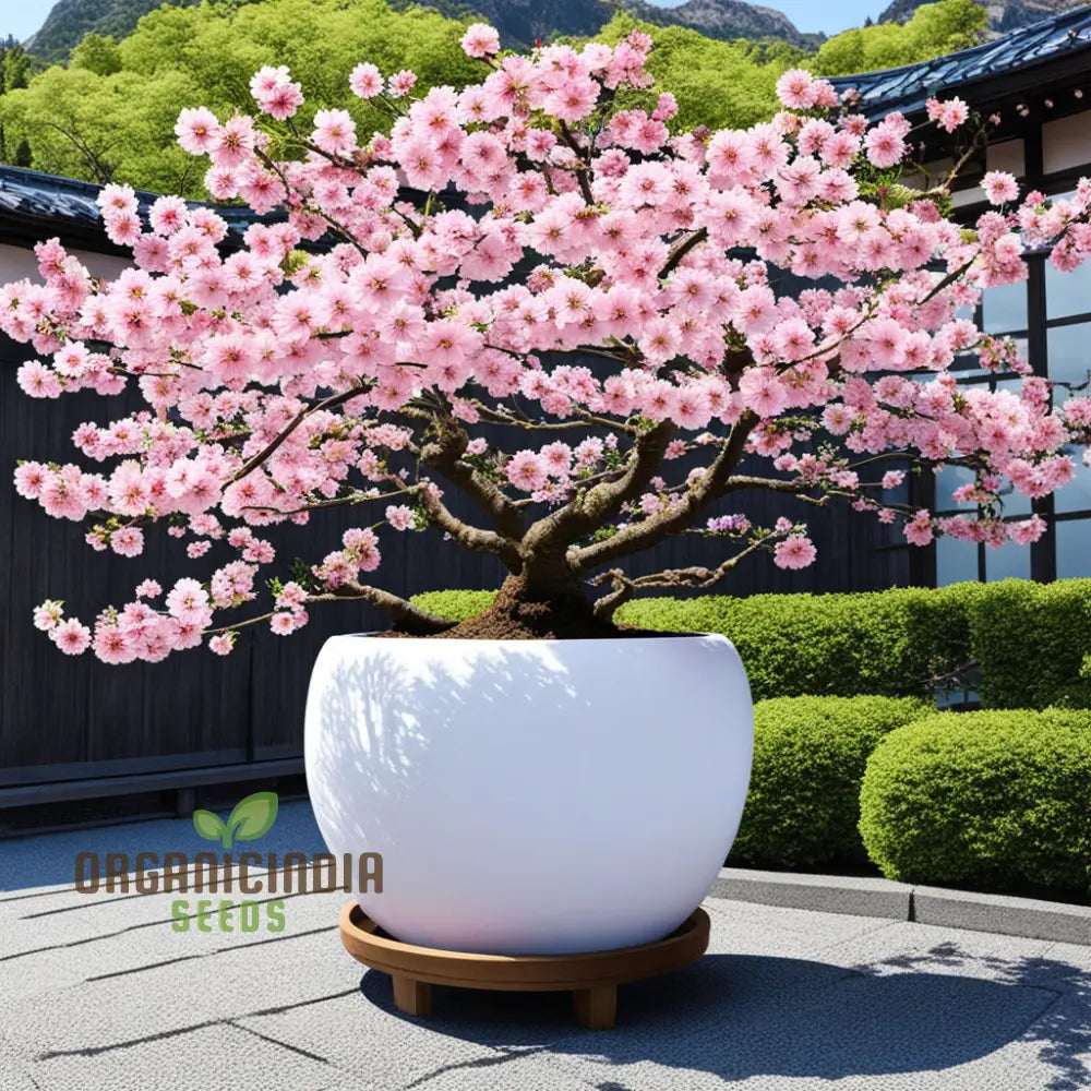 Japanese Sakura Flower Tree Bonsai Seeds - Cultivate Exquisite Blooms In Your Garden Premium For