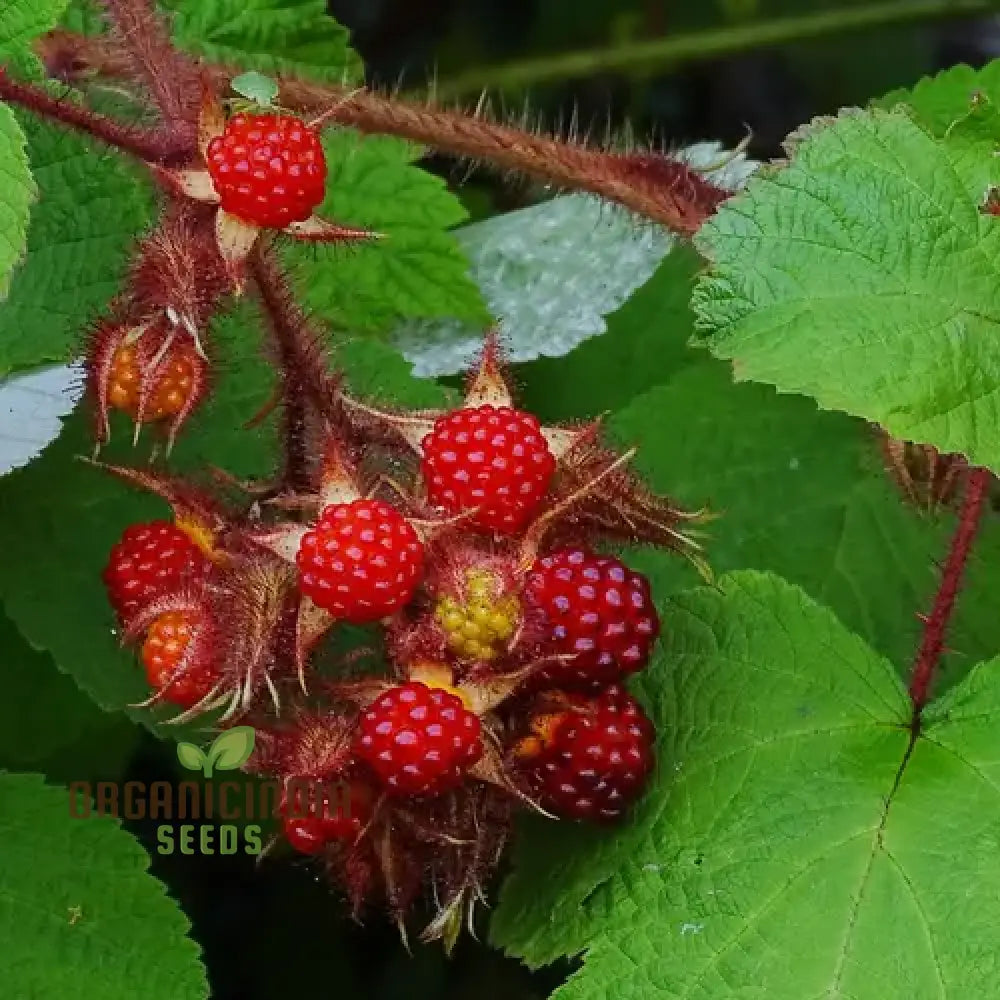 Japanese Wineberry Seeds For Exquisite Gardening Delights: Grow Your Own Berry Bounty