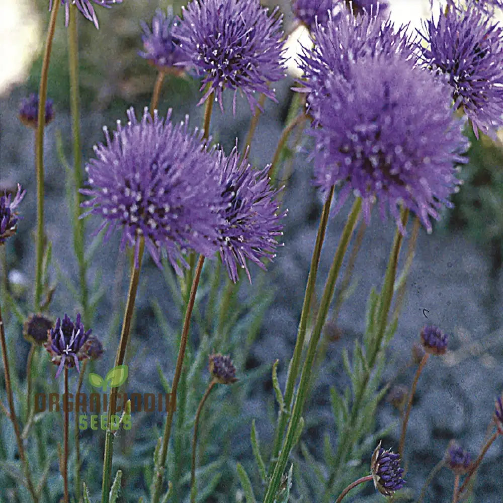 Jasione Laevis Seeds: Explore Gardening Excellence With This Stunning Addition To Your Floral