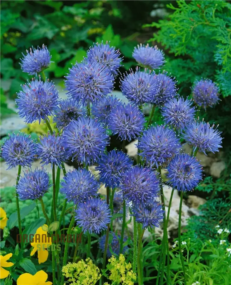 Jasione Laevis Seeds: Explore Gardening Excellence With This Stunning Addition To Your Floral