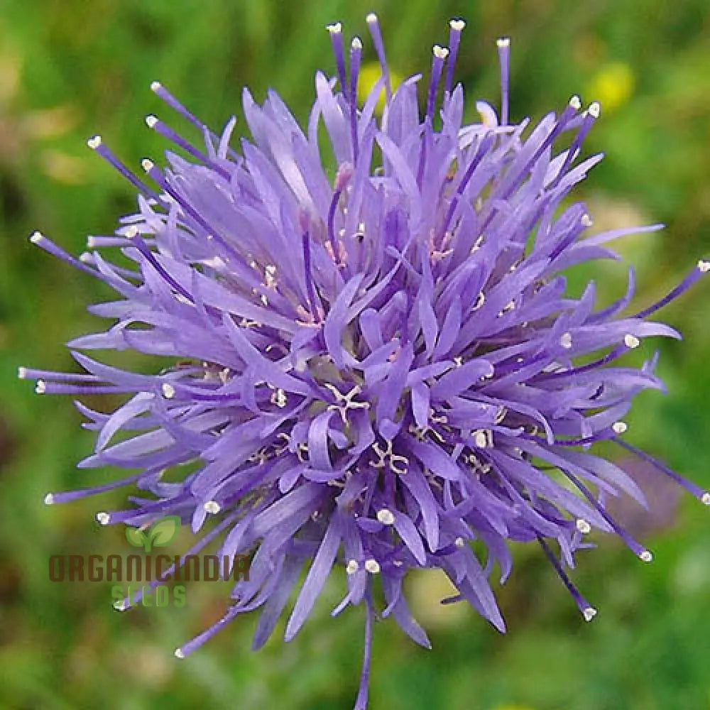 Jasione Laevis Seeds: Explore Gardening Excellence With This Stunning Addition To Your Floral