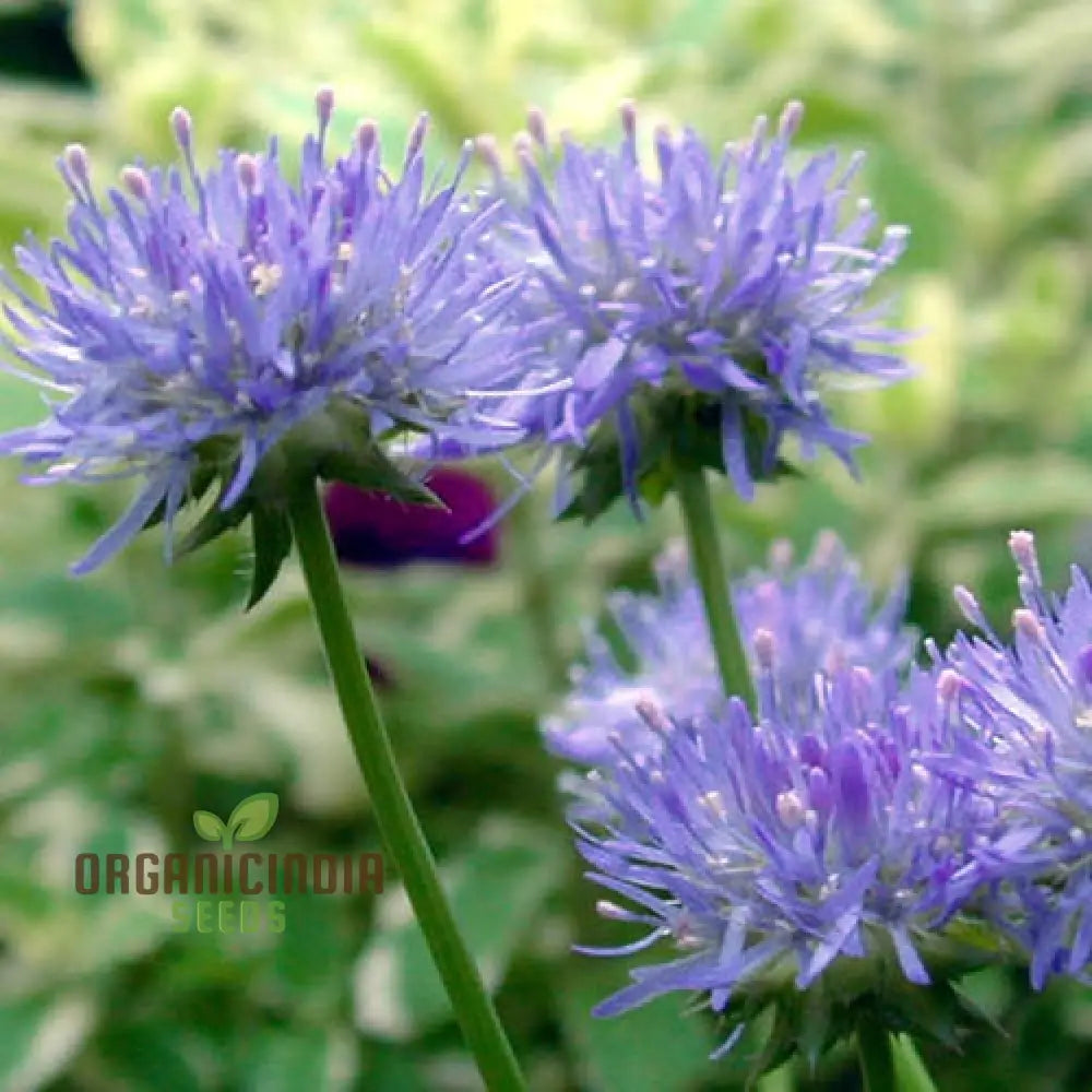 Jasione Laevis Seeds: Explore Gardening Excellence With This Stunning Addition To Your Floral