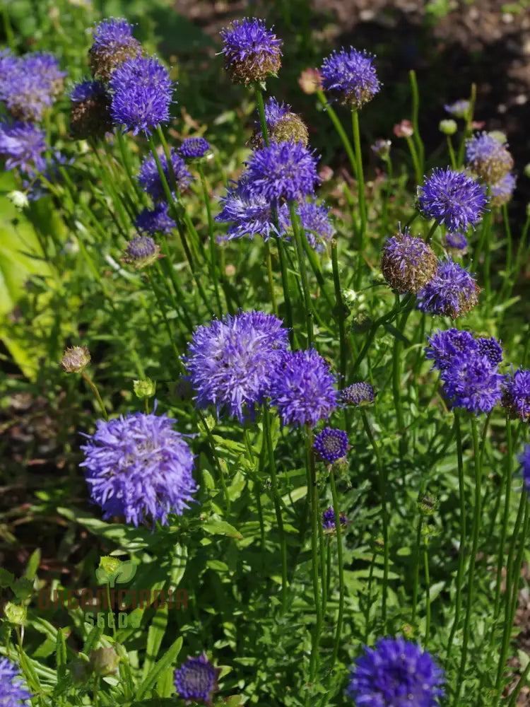 Jasione Laevis Seeds: Explore Gardening Excellence With This Stunning Addition To Your Floral