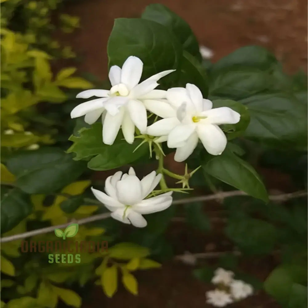 Jasmine Flower Seeds - Fragrant And Romantic Blooms For Enchanting Gardens Seeds