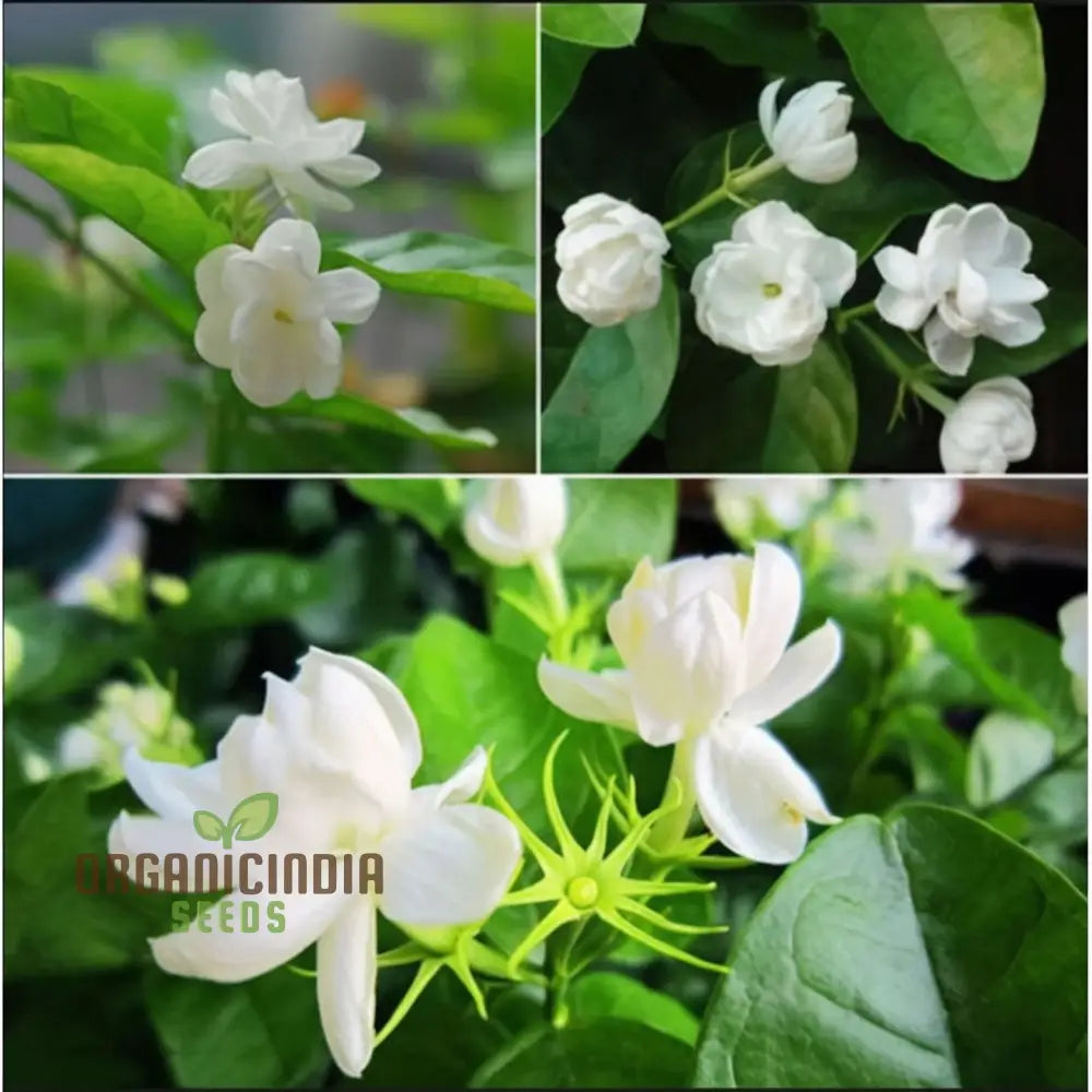 Jasmine Flower Seeds - Fragrant And Romantic Blooms For Enchanting Gardens Seeds