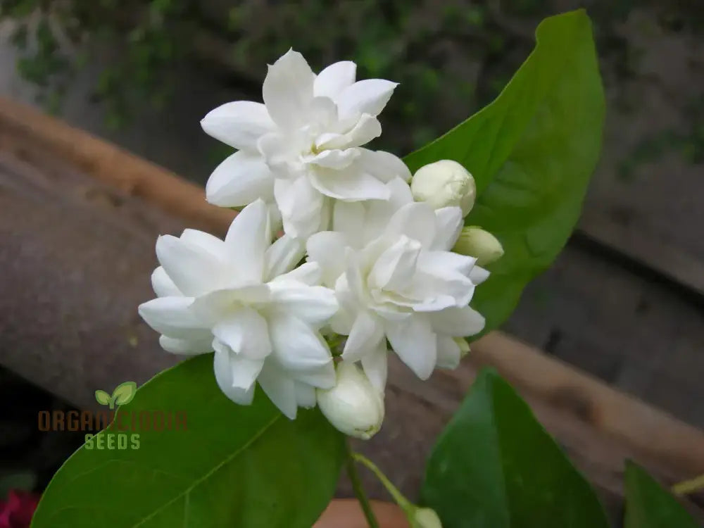 Jasmine Mixed Flower Seeds For Planting A Complete Guide Growing Beautiful Blooms