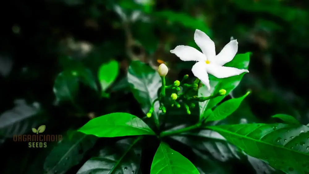 Jasmine Mixed Flower Seeds For Planting A Complete Guide Growing Beautiful Blooms