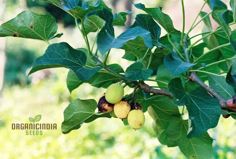 Jatropha Curcas Seeds: Grow Exotic Beauty And Sustainability In Your Gardening Journey!