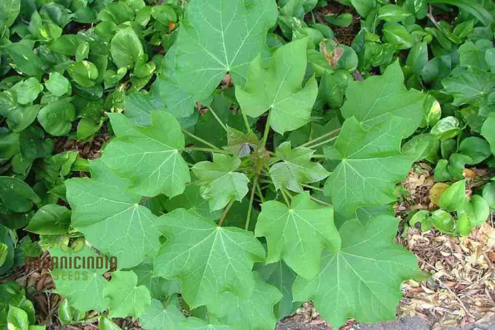 Jatropha Curcas Seeds: Grow Exotic Beauty And Sustainability In Your Gardening Journey!