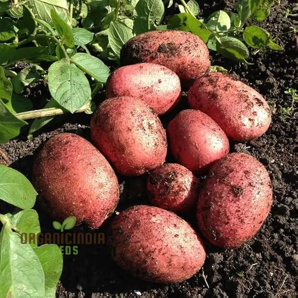 Java Seed Potatoes: Cultivated For Superior Gardening Success And Bountiful Harvests