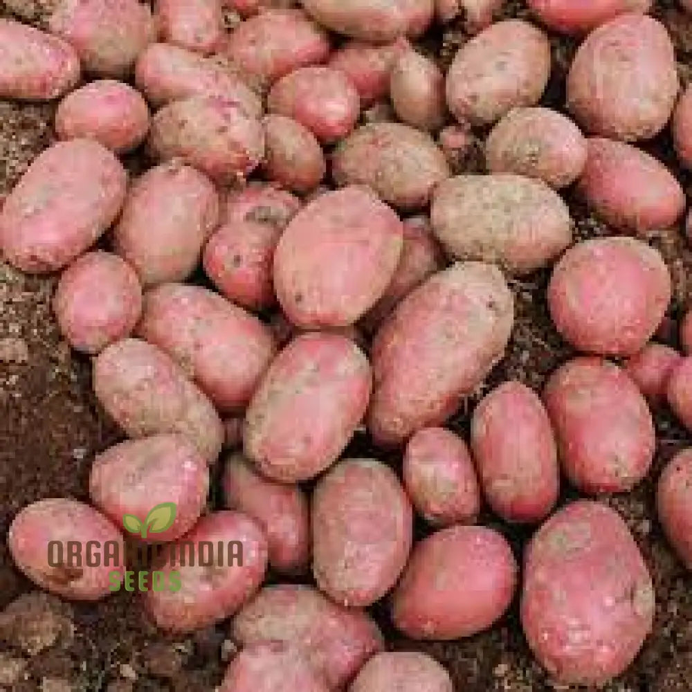 Java Seed Potatoes: Cultivated For Superior Gardening Success And Bountiful Harvests