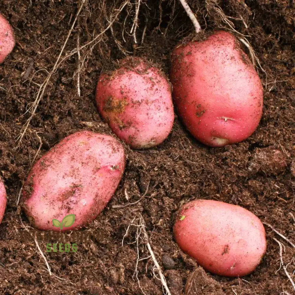 Java Seed Potatoes: Cultivated For Superior Gardening Success And Bountiful Harvests