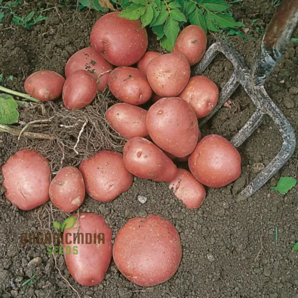 Java Seed Potatoes: Cultivated For Superior Gardening Success And Bountiful Harvests