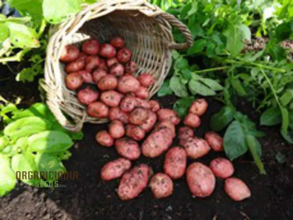 Java Seed Potatoes: Cultivated For Superior Gardening Success And Bountiful Harvests