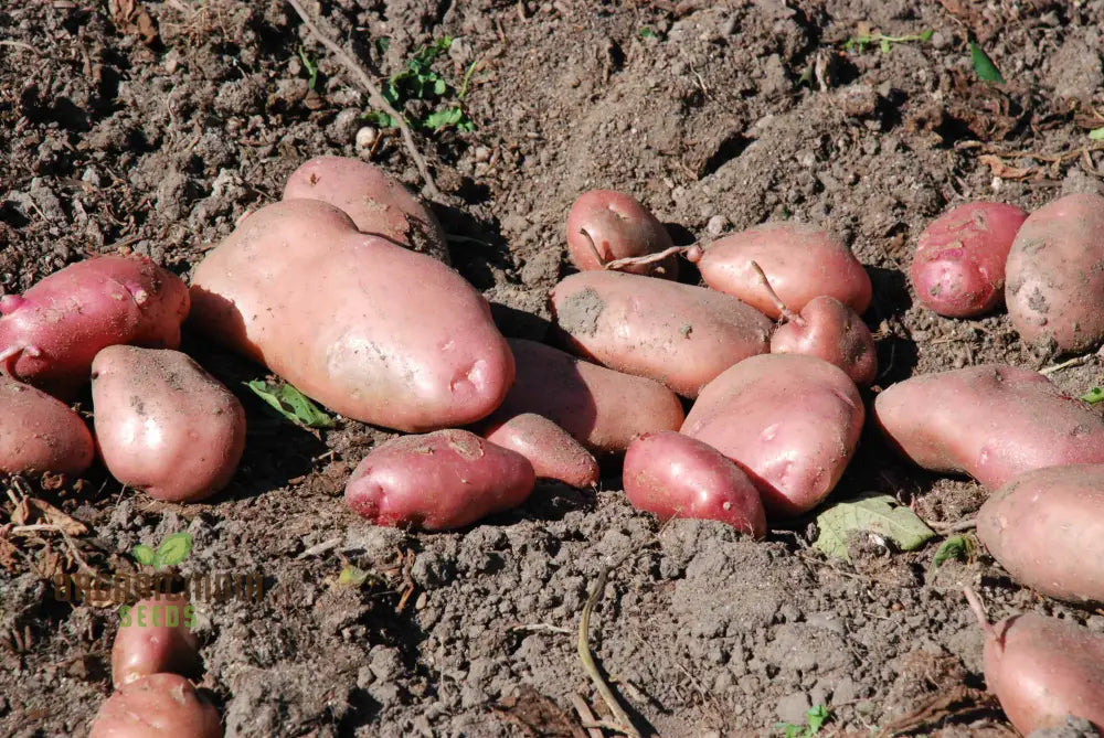 Java Seed Potatoes: Cultivated For Superior Gardening Success And Bountiful Harvests