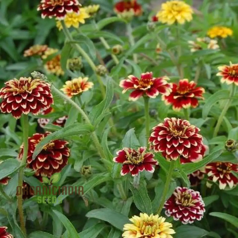 Jazzy Mix Zinnia Flower Seeds Vibrant Variety For Gardening Enthusiasts Premium Garden Seeds