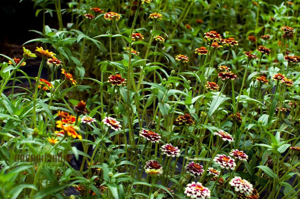 Jazzy Mix Zinnia Flower Seeds Vibrant Variety For Gardening Enthusiasts Premium Garden Seeds