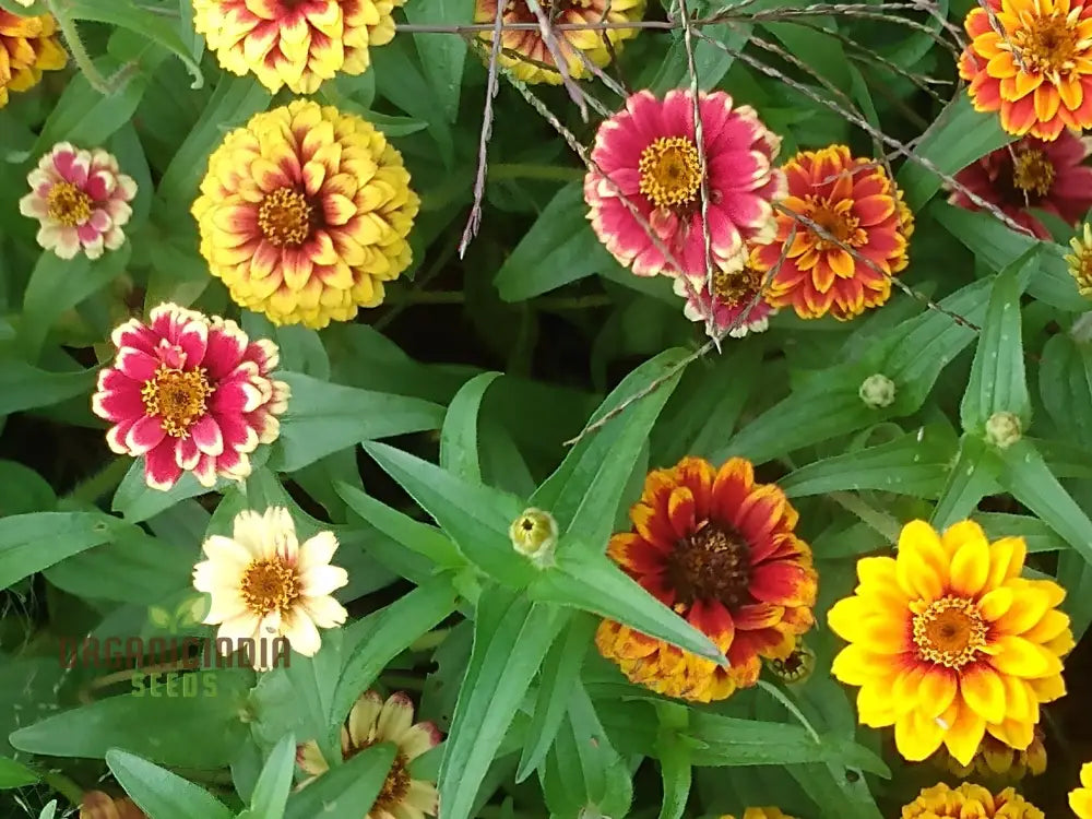 Jazzy Mix Zinnia Flower Seeds Vibrant Variety For Gardening Enthusiasts Premium Garden Seeds