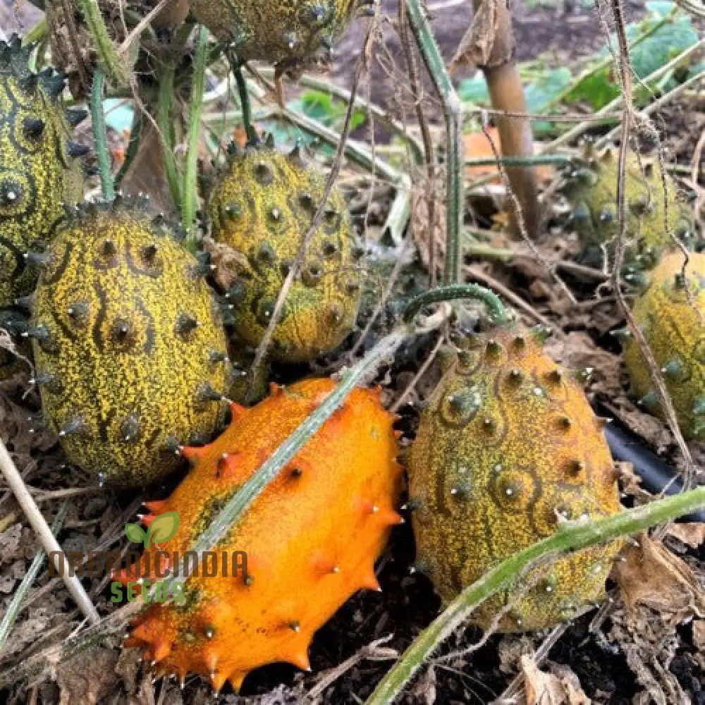 Jelly Melon Cucumber Seeds - Grow Unique And Exotic Cucumbers For Your Garden