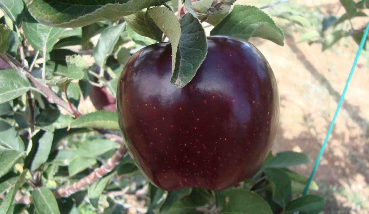 Black Oxford Apple Seeds for Planting – Dark Skin & Excellent Winter Keeper