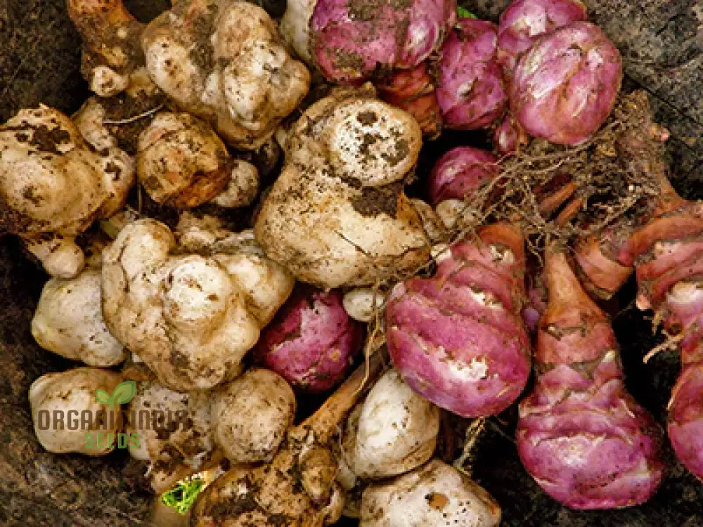 Jerusalem Artichoke Tubers - Pack Of 2 | Premium Seeds For Planting & Gardening