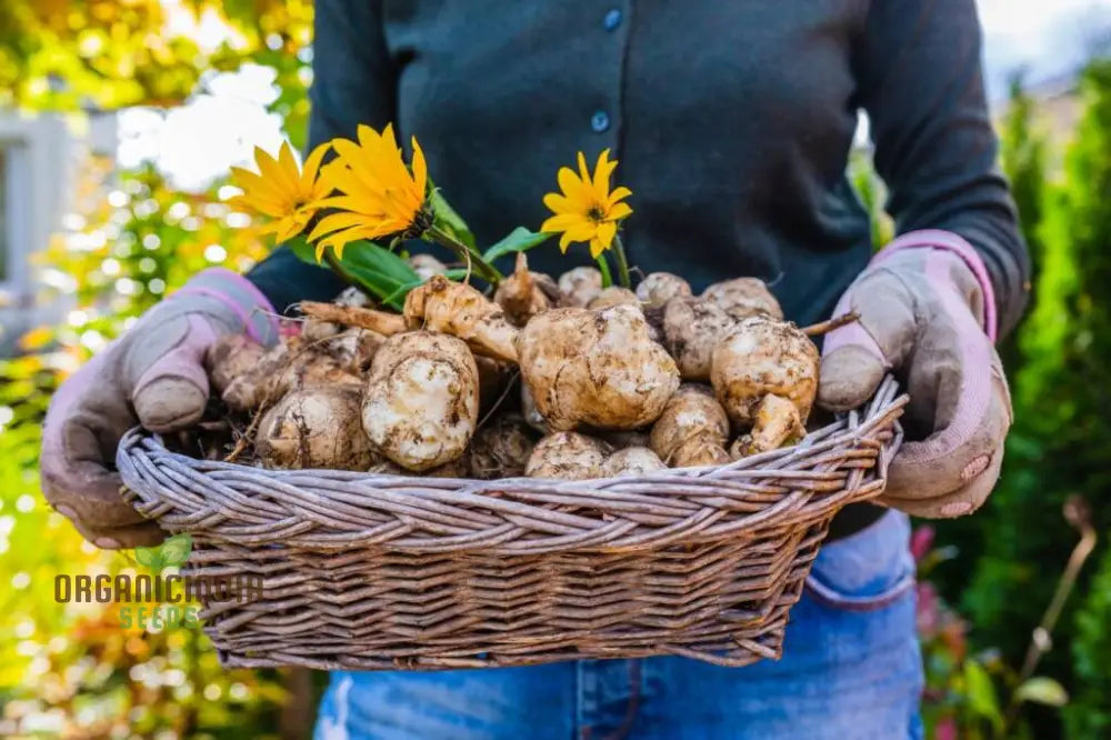 Jerusalem Artichoke Tubers - Pack Of 2 | Premium Seeds For Planting & Gardening