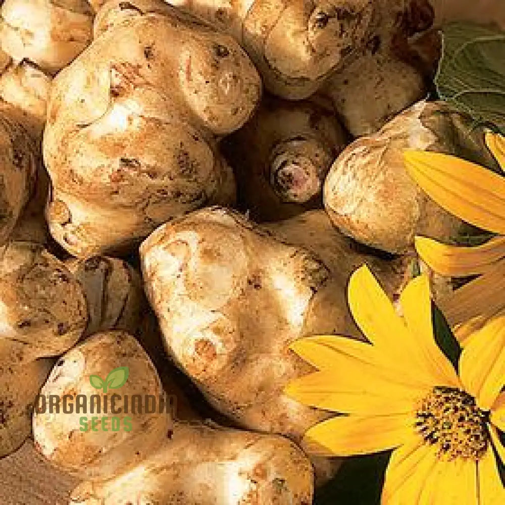 Jerusalem Artichoke Tubers - Pack Of 2 | Premium Seeds For Planting & Gardening