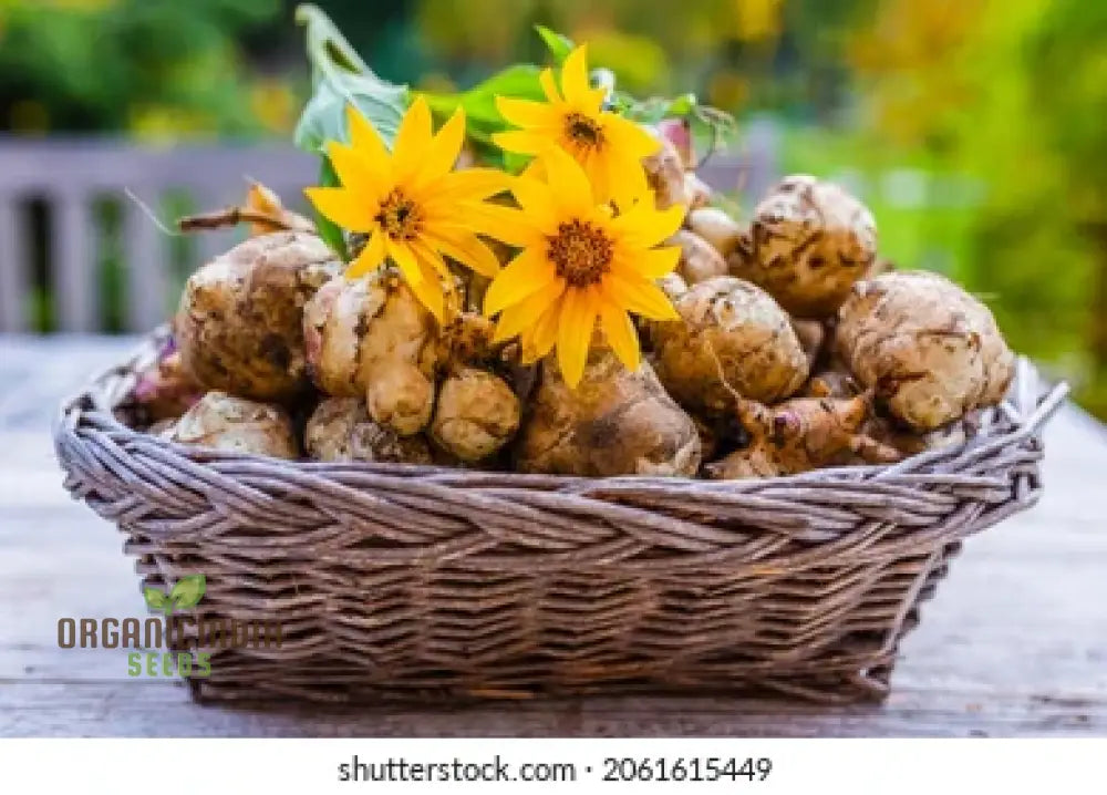 Jerusalem Artichoke Tubers - Pack Of 2 | Premium Seeds For Planting & Gardening