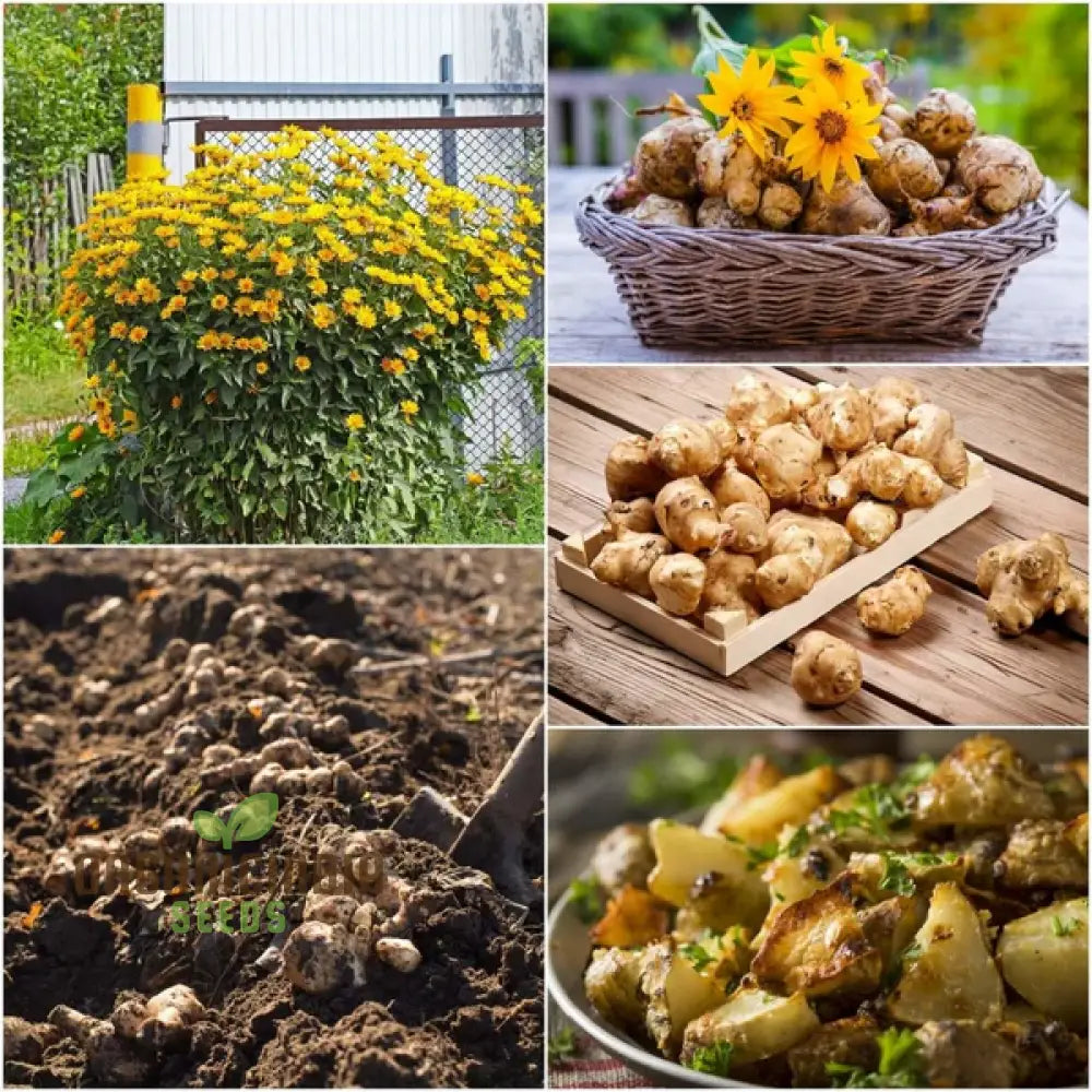 Jerusalem Artichoke Tubers - Pack Of 2 | Premium Seeds For Planting & Gardening