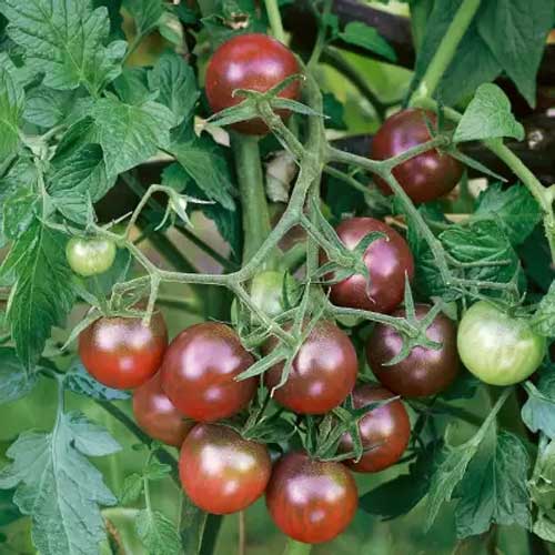 Tomatensamen - Sorte „Black Cherry“ zum Anpflanzen und Gärtnern