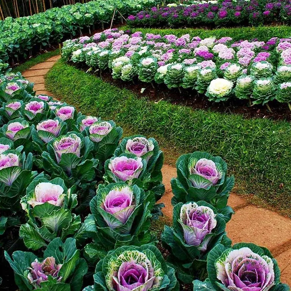 Ornamental Cabbage Seeds, Elevate Your Garden's Beauty Plant for a Burst of Vibrant Colors and Elegance