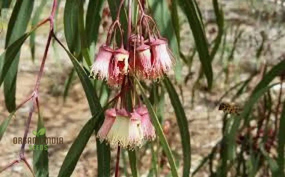 Jingymia Mallee Wildflower Seeds - Ideal For Gardening Enthusiasts | Long-Lasting Blooms And Easy