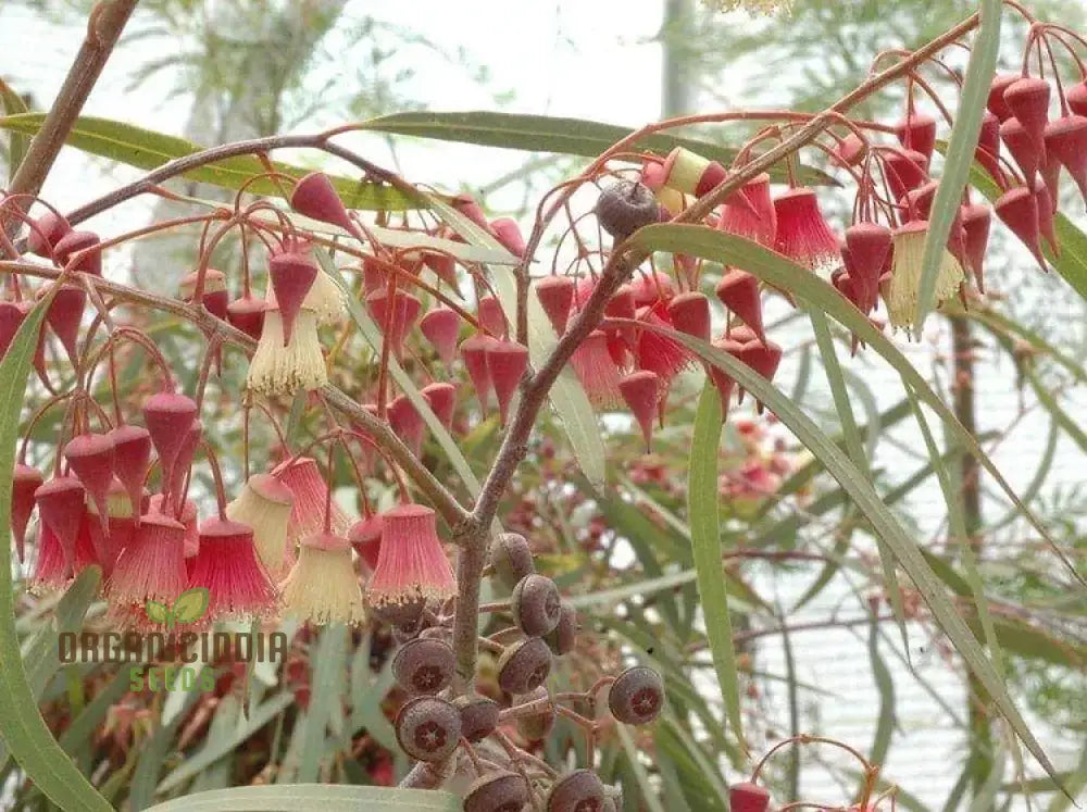 Jingymia Mallee Wildflower Seeds - Ideal For Gardening Enthusiasts | Long-Lasting Blooms And Easy