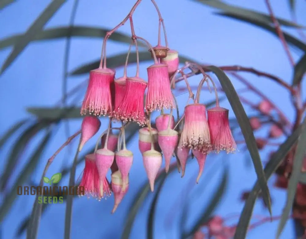 Jingymia Mallee Wildflower Seeds - Ideal For Gardening Enthusiasts | Long-Lasting Blooms And Easy