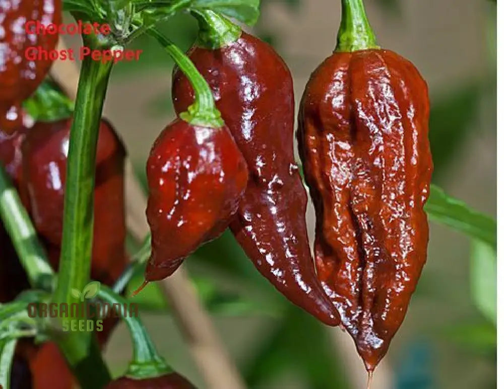 Jolokia Chocolate Brown Chilli Seeds For Planting And Gardening - Premium Quality Organic