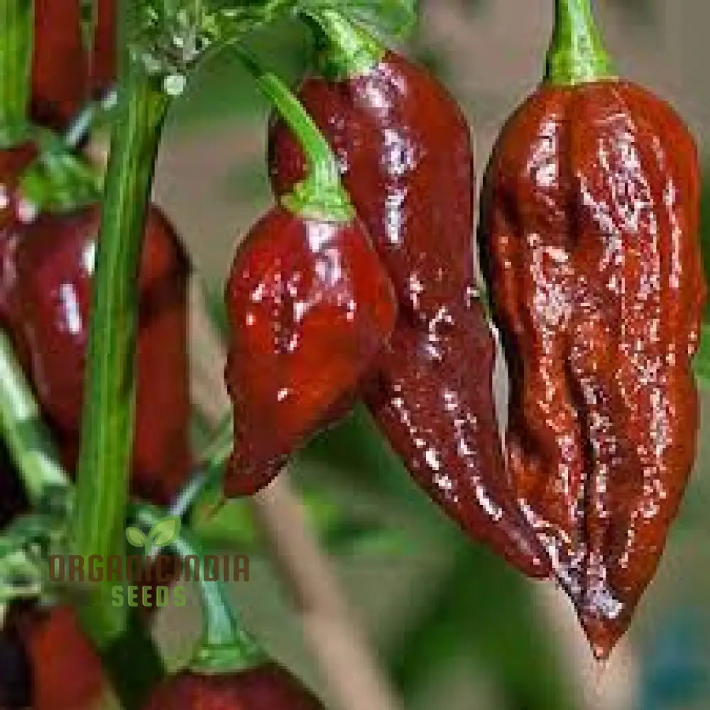 Jolokia Chocolate Brown Chilli Seeds For Planting And Gardening - Premium Quality Organic