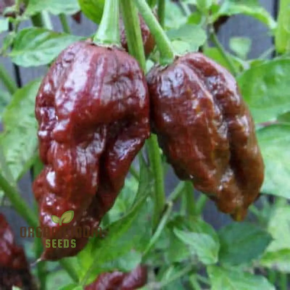 Jolokia Chocolate Brown Chilli Seeds For Planting And Gardening - Premium Quality Organic