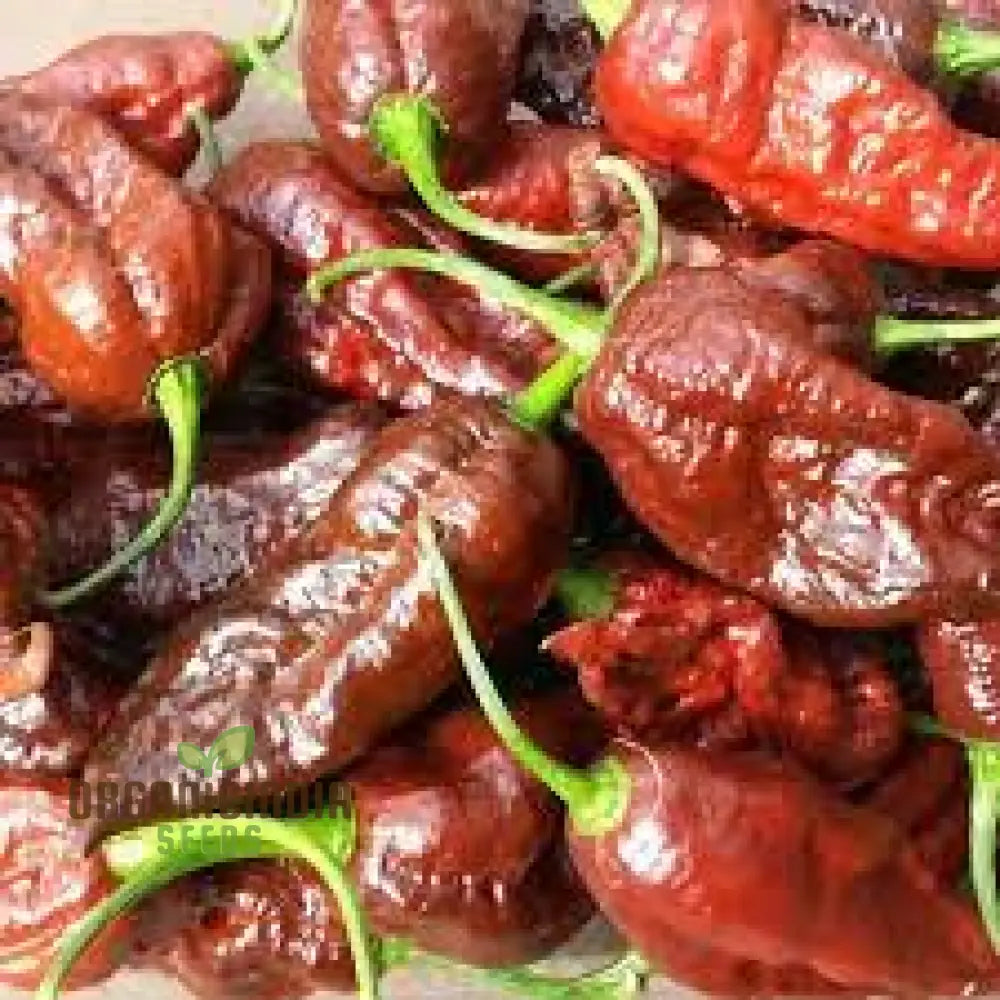 Jolokia Chocolate Brown Chilli Seeds For Planting And Gardening - Premium Quality Organic