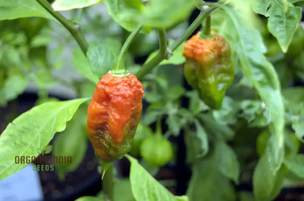 Jolokia Chocolate Brown Chilli Seeds For Planting And Gardening - Premium Quality Organic