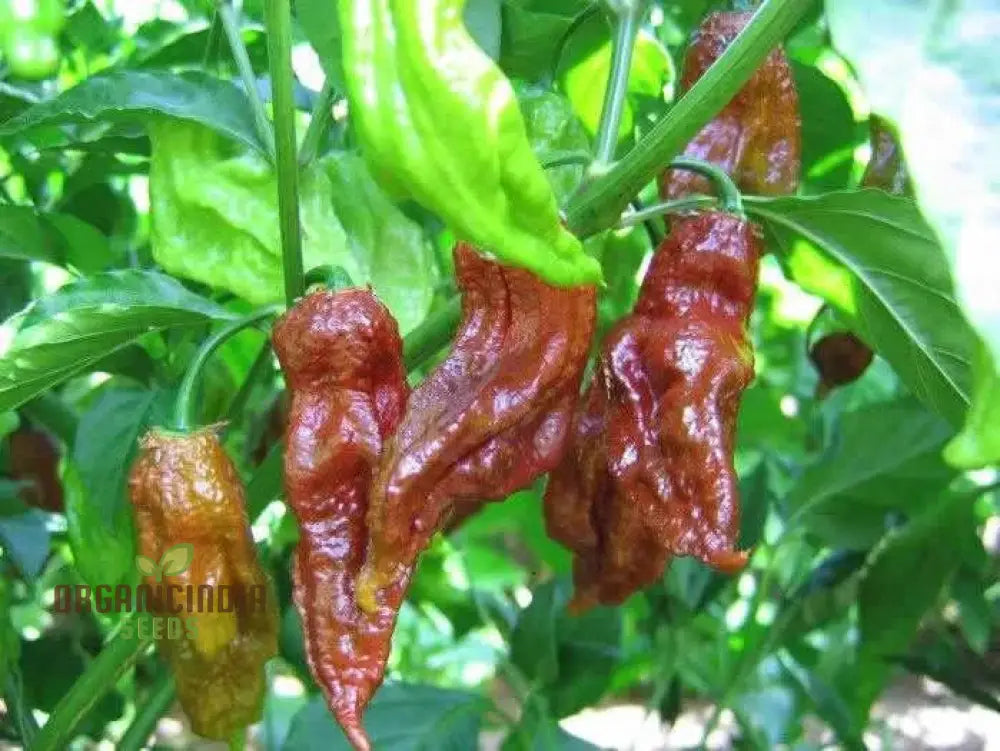 Jolokia Chocolate Brown Chilli Seeds For Planting And Gardening - Premium Quality Organic