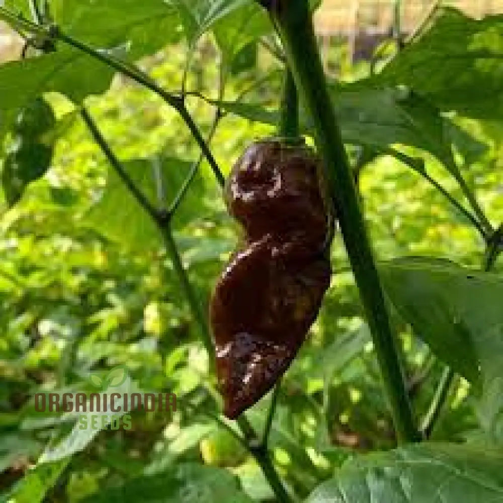 Jolokia Chocolate Brown Chilli Seeds For Planting And Gardening - Premium Quality Organic